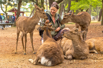 Young woman petting four deer in Nara park of Japan. Wild sika are considered a natural monument. Tourism in Japan concept.