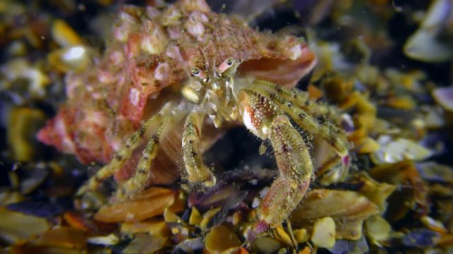 Small hermit crab (Diogenes pugilator) on the seabed, close-up.
