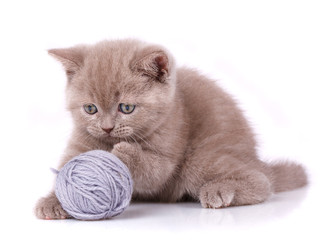 Cat. A kitten is playing. Game with a tangle of threads.