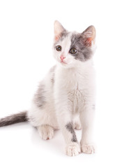 A true friend. Cat is isolated on white