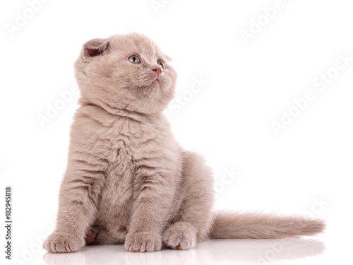 Scottish Fold Small Cute Kitten Stock Photo And Royalty Free