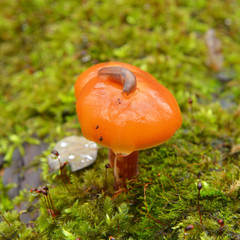 flammulina velutipes, enokitake mushroom