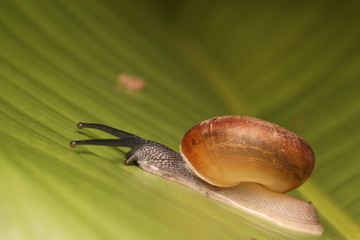 Snail