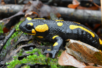 salamander