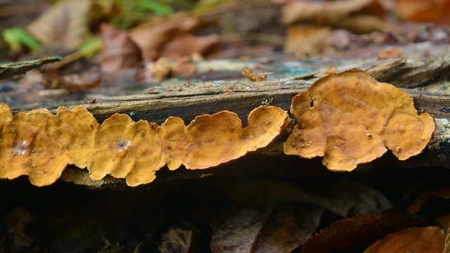 stereum hirsutum fungus