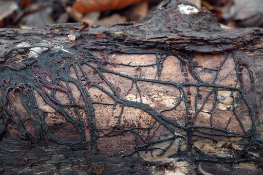 armillaria mushroom root rot
