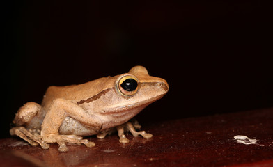 Frog posture on the white wall