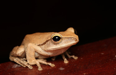Frog posture on the white wall