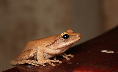 Frog posture on the white wall
