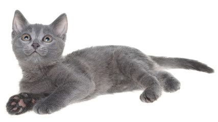 Small gray shorthair kitten
