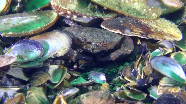Jaguar round crab (Xantho poressa) hides among empty shells of mussels.
