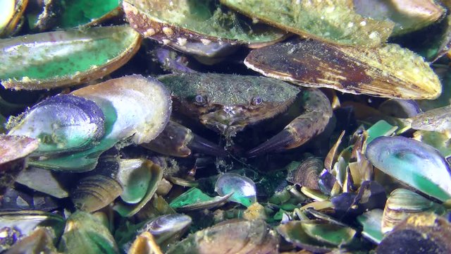 Jaguar round crab (Xantho poressa) sits on the shell-covered bottom and eats seaweed.
