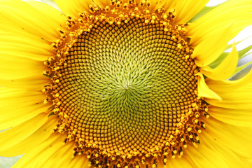 The middle of sunflower