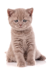 Fototapeta premium Interesting Scottish kitten