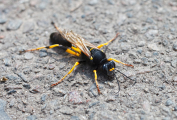 Wasp macro