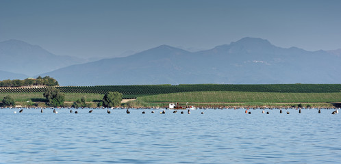 étang de Diane en haute Corse