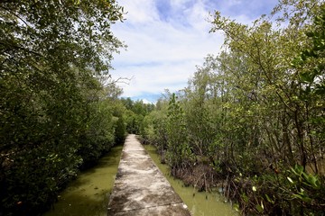 The bridge between the water in the mangrove forest.
