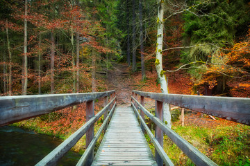 Wooden bridge in the forest