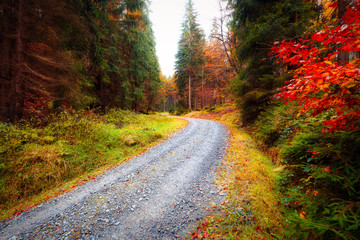 Autumn forest road
