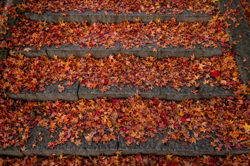 Falling leaves in autumn season.