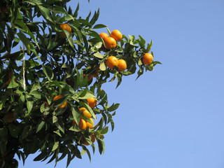 ripe oranges on tree