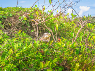 Iguana on tropical forest in French Antilles. La Desirade celebrated for its iguana population. The island has been declared a Natural Reserve. Guadeloupe Archipelago, French Caribbean. © bennymarty
