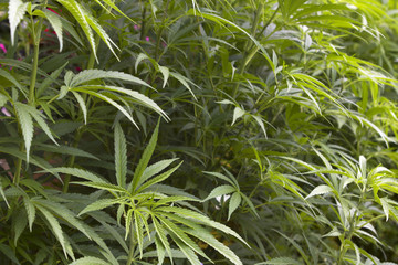 Obraz na płótnie Canvas Marijuana crop