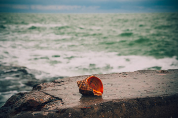 Beautiful shell on the broken stony pier with green sea on the backround