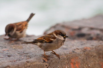 Close up photo of a sparrow with another blurred sparrow on the background, side view