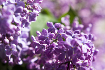 lilac flowers