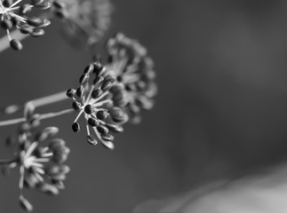 Dry organic dill seeds. Healthy lifestyle. Black and white photography.