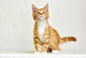 Fototapeta na wymiar cute red tabby kitten