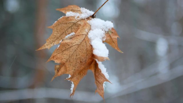 Early winte leaves first