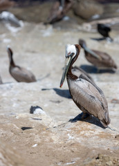 Pelican on the beach showing complete bird standing in the beach