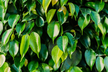Obraz premium close-up shot of beautiful ficus leaves as background