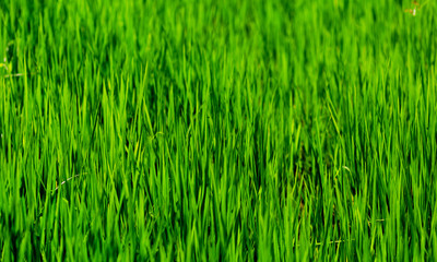 Fototapeta na wymiar plantation de riz , rizière en Asie
