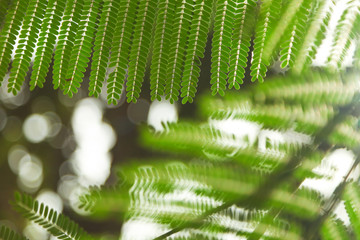 close-up shot of green fern leaves for background