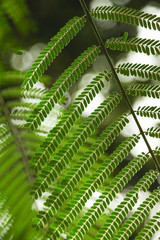 close-up shot of beautiful fern leaves for background