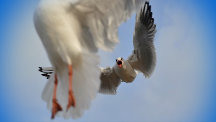 Möwen