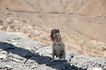 Wiewiórka © michalsen