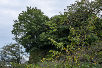 Fototapeta premium 北の丸公園 牛ヶ淵１