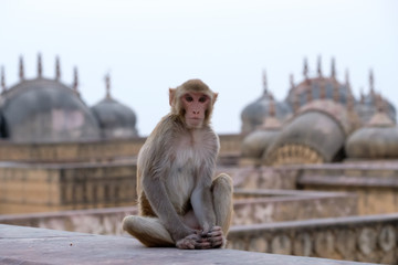 Fototapeta na wymiar monkey in the monuments