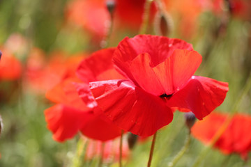 Poppy Flower - single