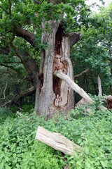 Insel Vilm, Biosphärenreservat
