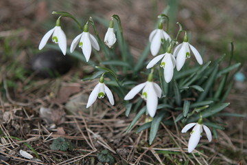 Schneegl&ouml;ckchen