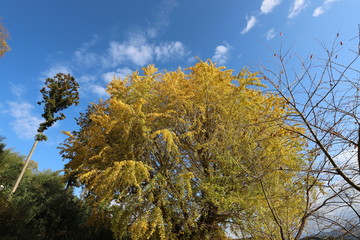 Obraz premium イチョウと銀杏