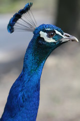 Blauer Pfau