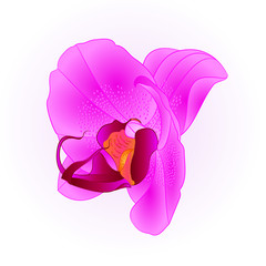 Orchid Phalaenopsis closeup Purple  beautiful flower  isolated vintage  vector illustration editable  hand draw