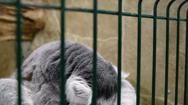Lemur sits sad behind the cage