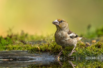 Hawfinch drinking